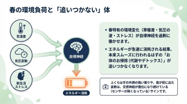 気温差や気圧、ストレスが自律神経を介してエネルギーを消耗させる仕組みの図解