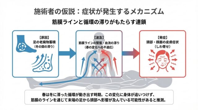 足の老廃物が筋膜ラインを経て頭部の皮膚症状に変わる仕組みの図解