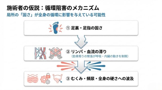 上から順に「①足裏・足指の固さ」→「②リンパ・血流の滞り（肋骨の緊張を伴う）」→「③むくみ・頻尿・全身の硬さへの波及」と流れる、循環悪化の仕組みを示す図解。
