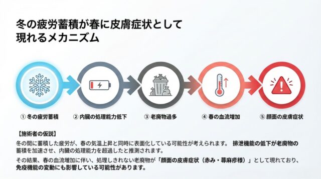 冬の疲労から内臓の処理低下、老廃物過多、春の血流増加を経て顔の症状に至る流れを説明するステップ図。