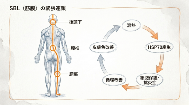 左側に後頭部から足裏まで繋がる筋膜のラインを示した背面図、右側に温熱から皮膚色改善に至る5ステップのサイクル図。