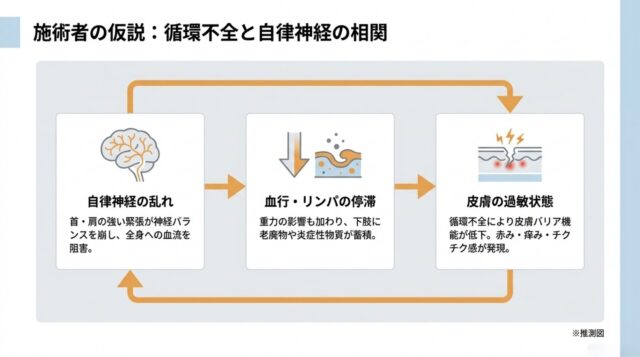 「施術者の仮説：循環不全と自律神経の相関」という見出しの下に、自律神経の乱れ、血行・リンパの停滞、皮膚の過敏状態の3項目がフロー形式で解説されているスライド。