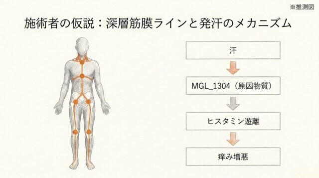 オレンジ色の筋膜ラインが描かれた全身図と、汗から痒み増悪に至るプロセスを示す4段階のフローチャート。