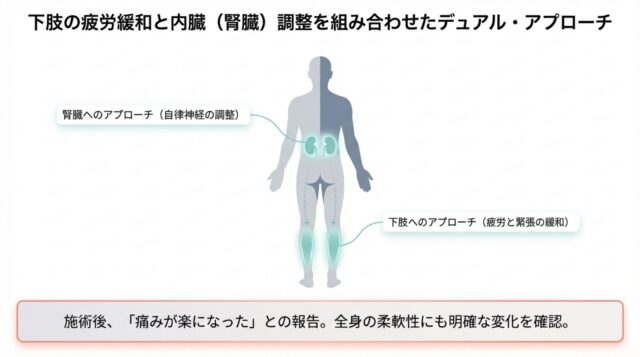 人体模型図を用いて腎臓と下肢へのアプローチ箇所を示した説明図 