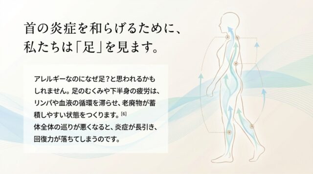 身体を巡るリンパや血液の流れを描いた人体イメージ図