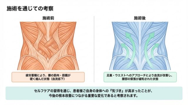 施術前後の腰部の筋肉・筋膜の状態変化。血流改善と緊張緩和のプロセスを示した比較図