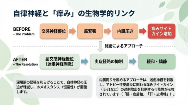 交感神経優位から副交感神経優位へ切り替わり、炎症が抑制される仕組みのイメージ図