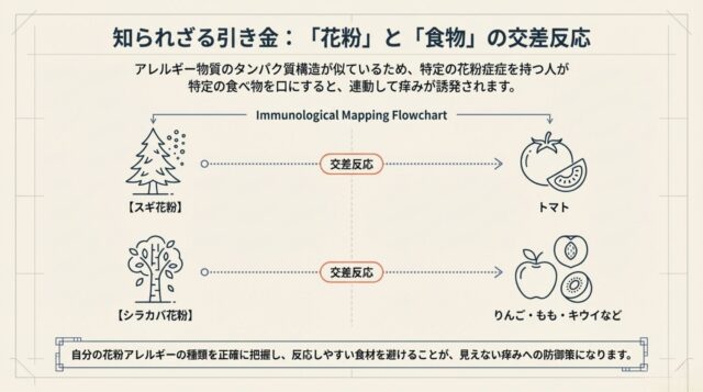 スギ花粉とトマト、シラカバ花粉と果物のタンパク構造の類似性による交差反応を示した図