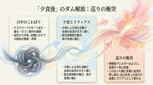 日中のデスクワークによる筋肉の硬直、夕食後の副交感神経優位による血流増加、そしてその2つが衝突して血管が急激に拡張し皮膚にプツプツが出る仕組みを解説したテキスト。