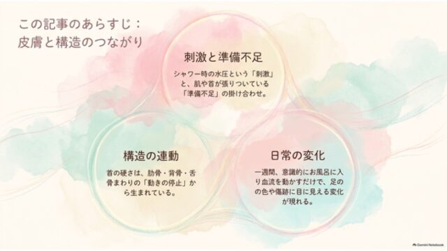 「この記事のあらすじ：皮膚と構造のつながり」という見出しの下に、「刺激と準備不足」「構造の連動」「日常の変化」の3つの円形フレームが重なり合って配置されたスライド。