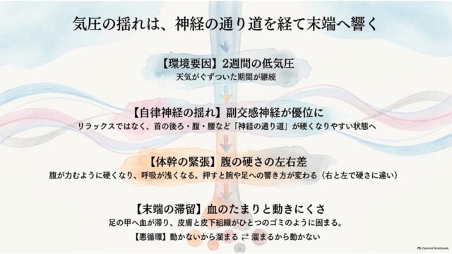 「気圧の揺れは、神経の通り道を経て末端へ響く」という見出しのもと、低気圧から自律神経の乱れ、体幹（腹）の緊張、そして末端の血液滞留と悪循環へと進む4段階のステップを縦型のフローで示したスライド。