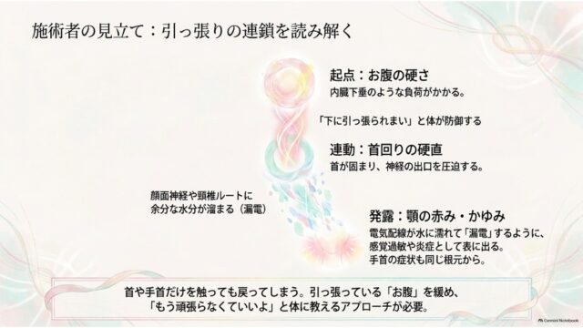お腹の硬さを起点とし、首の硬直を経て顎の赤みやかゆみに至る身体の連鎖メカニズムを縦の流れで解説したスライド。